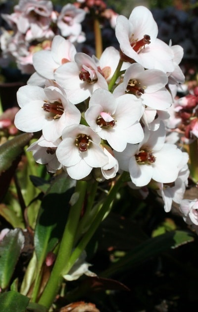 Bergenia ‘Dragonfly Angel Kiss’