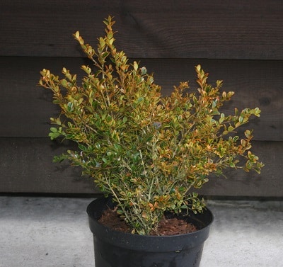 Buxus microphylla ‘Golden Dream’