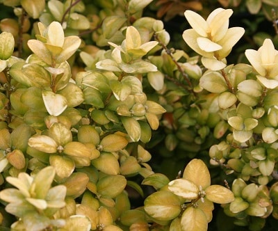 Buxus sempervirens ‘Gold Tip’