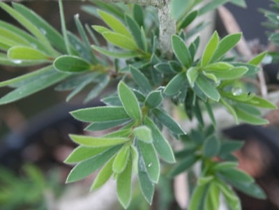 Callistemon viminalis ‘Little John’