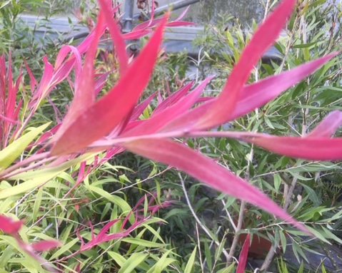 Callistemon salignus