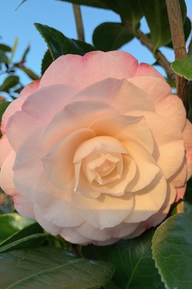 Camellia  jap. ‘Desire’