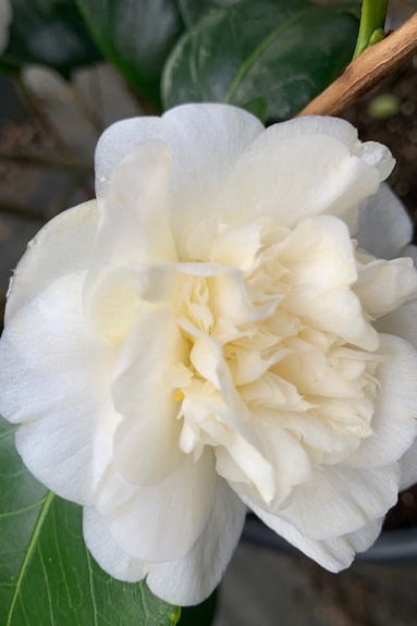 Camellia  jap. ‘Nobilissima’