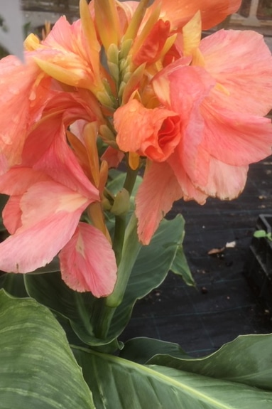 Canna Tropical Sunrise