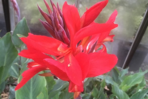 Canna Mini Orchard Beauty