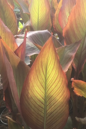 Canna Red King Humbert