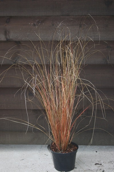 Carex buchananii