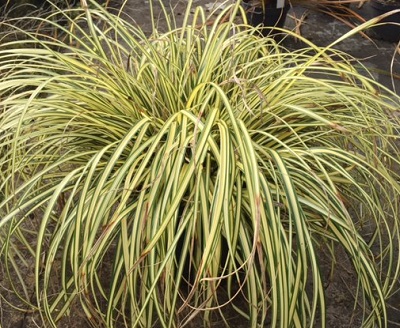 Carex oshimensis ‘Evergold’