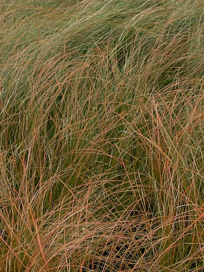 Carex testacea