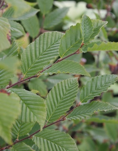 Carpinus betulus ‘Orange Retz’