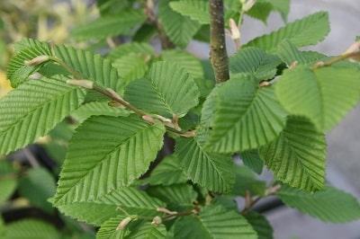 Carpinus betulus ‘Stegemmans Primus’