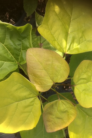 Catalpa bignonioides Aurea