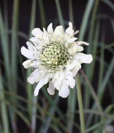Cephalaria gigantea
