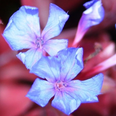 Ceratostigma griffithii