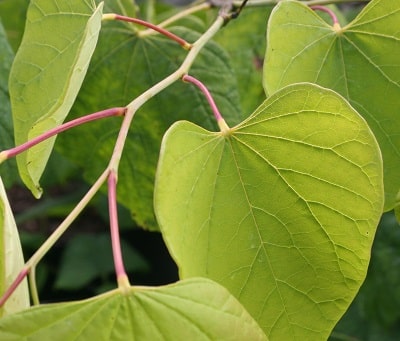 Cercis canadensis ‘Heart of Gold’