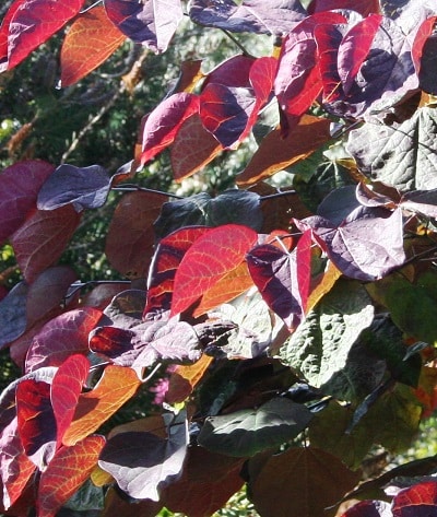 Cercis canadensis ‘Forest Pansy’ (multistem)
