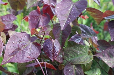 Cercis Canadensis ‘Red Force’