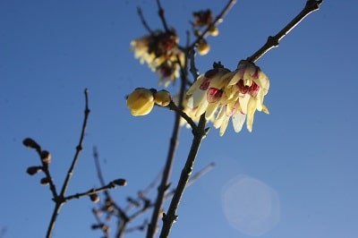 Chimonanthus praecox