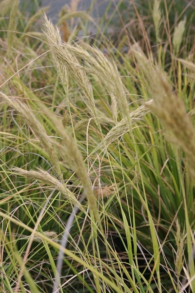 Chionochloa flavicans