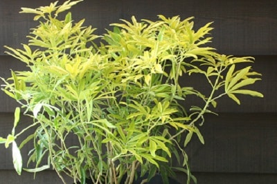 Choisya x arizonica ‘Goldfingers’