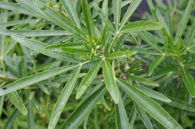 Choisya x dewitteana ‘Aztec Pearl’