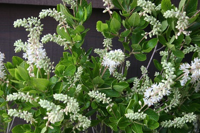 Clethra alnifolia ‘Hummingbird’