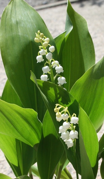 Convallaria majalis
