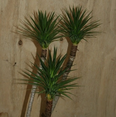 Cordyline ‘Karo Kiri’