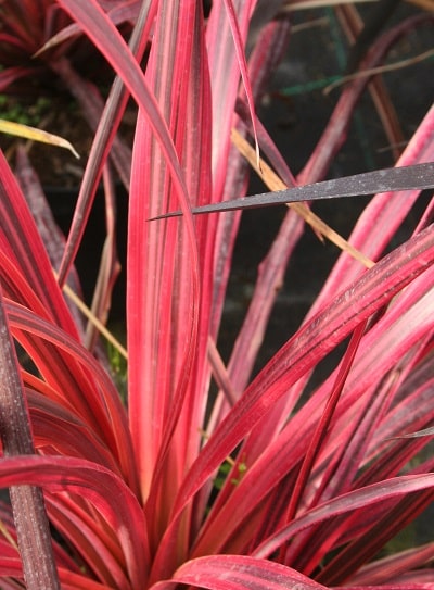 Cordyline ‘Salsa’