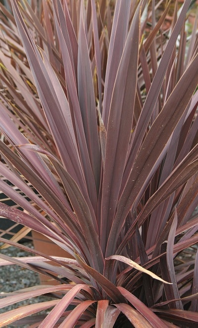 Cordyline australis ‘Red Comet’
