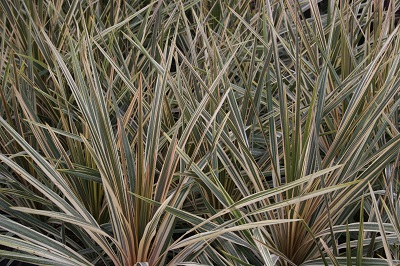 Cordyline australis ‘Torbay Dazzler’