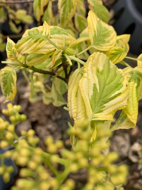 Cornus alternifolia ‘Golden Shadow’