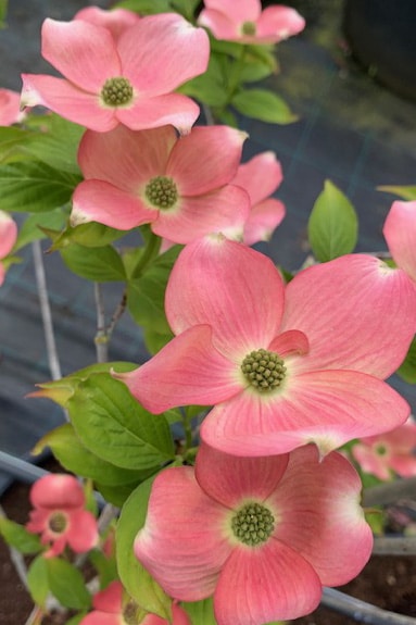 Cornus x rutgersensis ‘Stellar Pink’