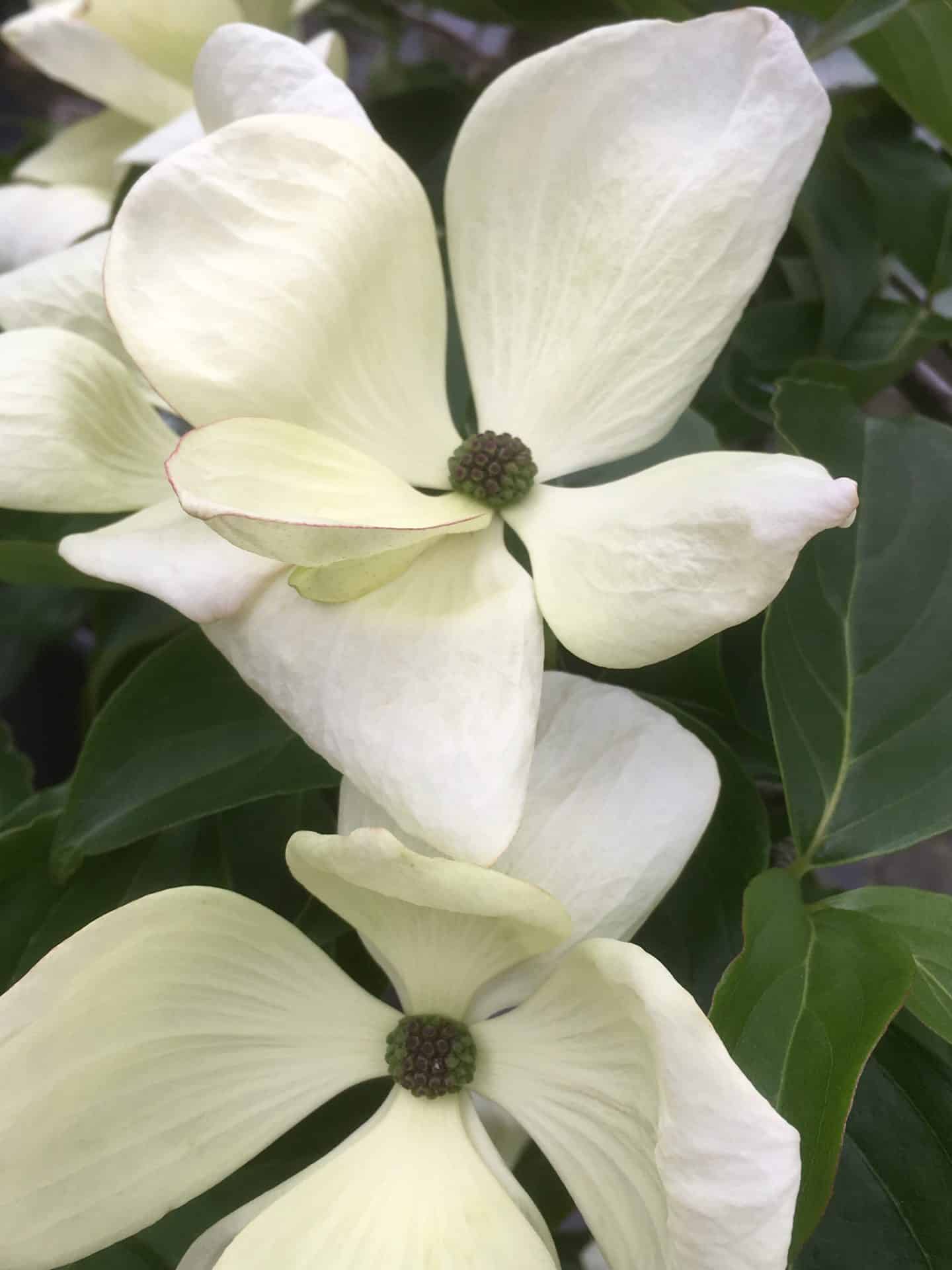 Cornus x elwinortonii ‘Venus’