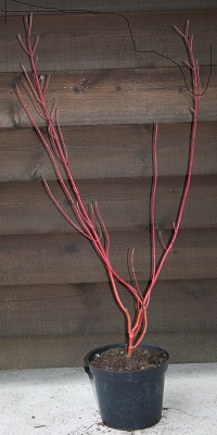 Cornus alba ‘Baton Rouge’