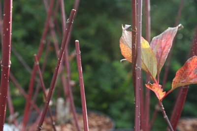 Cornus alba ‘Kesselringii’