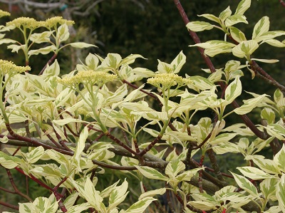 Cornus controversa ‘Variegata’