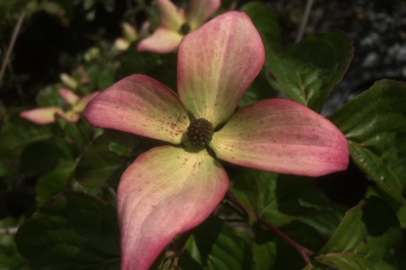 Cornus kousa ‘Heart Throb’