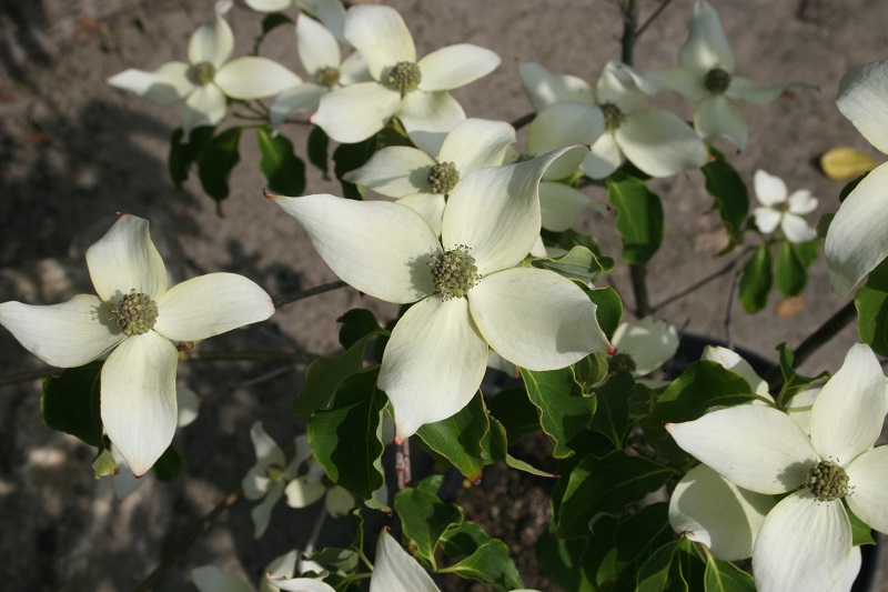Cornus kousa ‘China Girl’