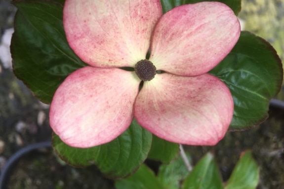 Cornus kousa ‘Satomi’