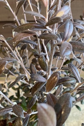 Corokia x virgata ‘Frosted Chocolate’