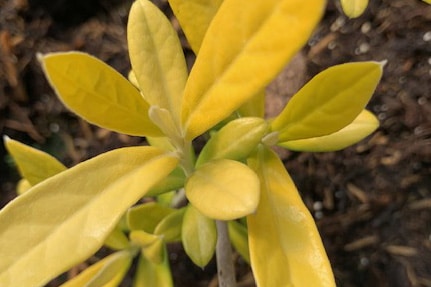 Corokia x virgata ‘Banana Royal’