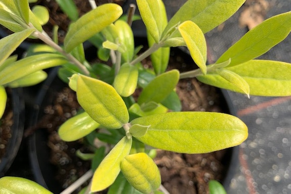 Corokia x virgata ‘Limey’