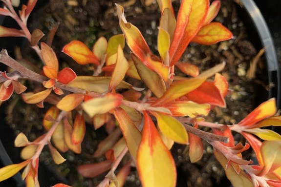 Corokia x virgata ‘Welsh Whiskey’