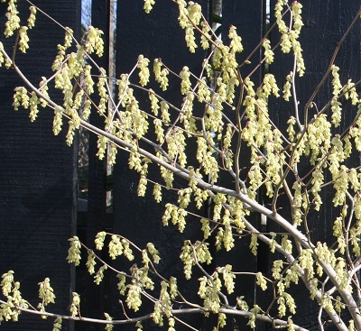Corylopsis spicata