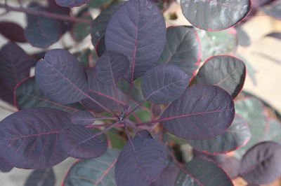 Cotinus coggygria ‘Lilla’