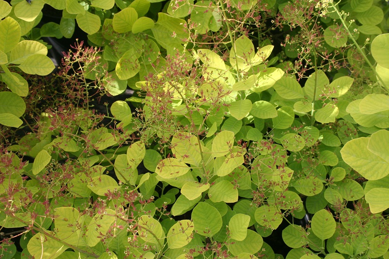 Cotinus coggygria ‘Smokey Joe’