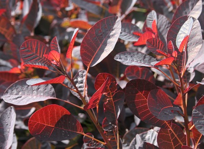 Cotinus coggygria ‘Royal Purple’ (Copy)