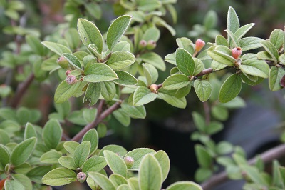 Cotoneaster franchetii