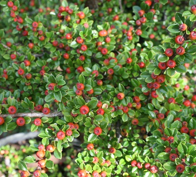 Cotoneaster horizontalis